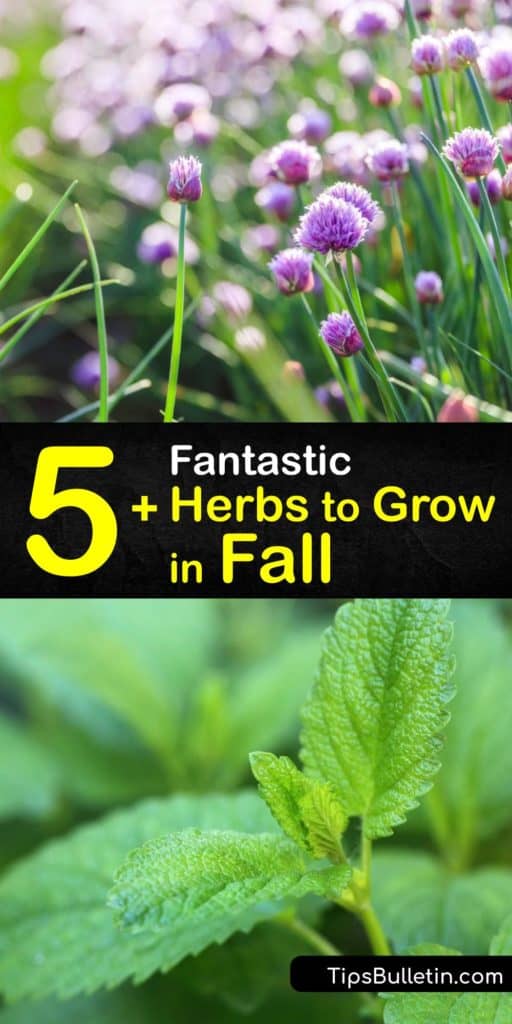 Discover great culinary herbs to grow in fall. Don’t wait till spring to plant fresh herbs. Grow coriander, fennel, lemon balm, and more in your fall herb garden. Most perennial herbs need full sun and rich, moist soil. #growing #fall #herbs