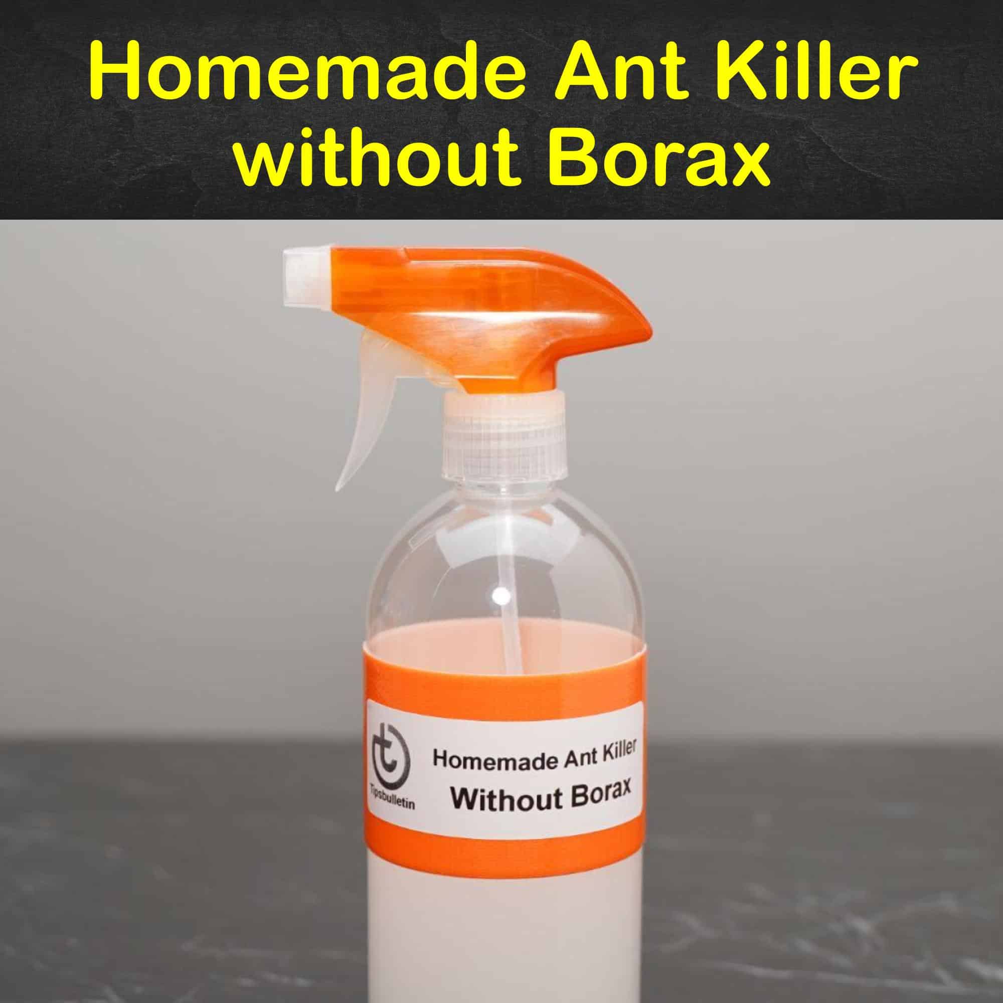 4 Powerful Homemade Ant Killer without Borax
