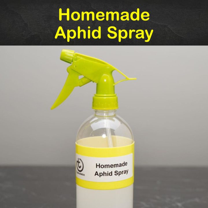 Homemade Aphid Spray