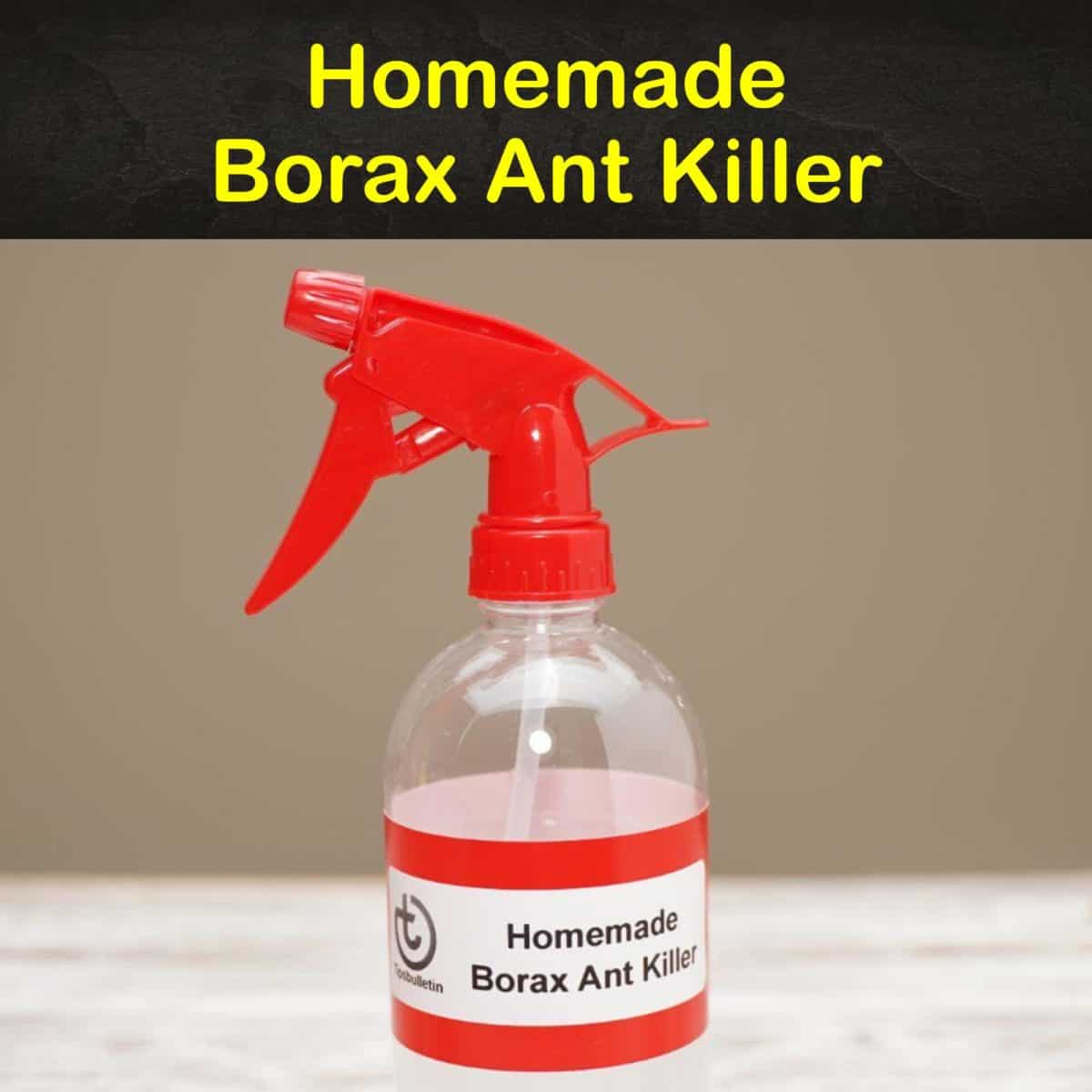 4+ Super Effective Homemade Borax Ant Killer Recipes