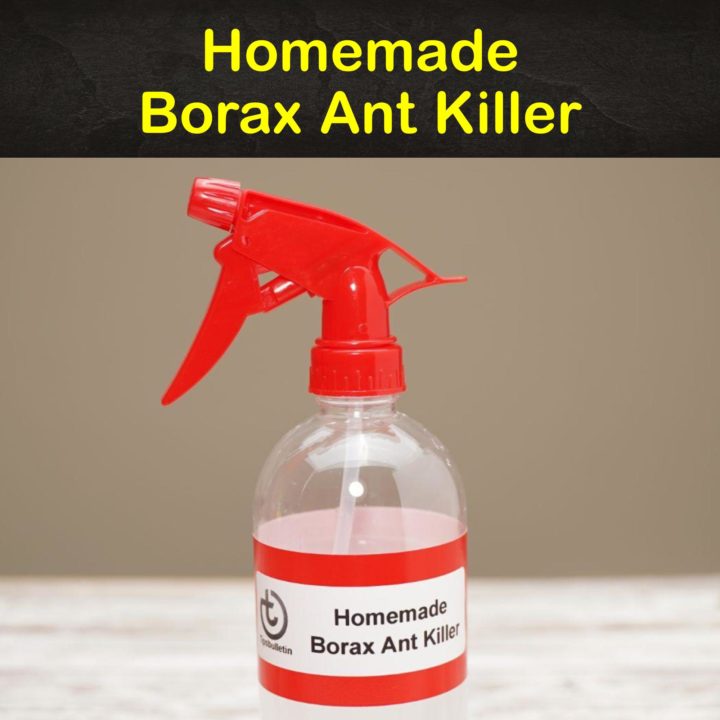 Homemade Borax Ant Killer