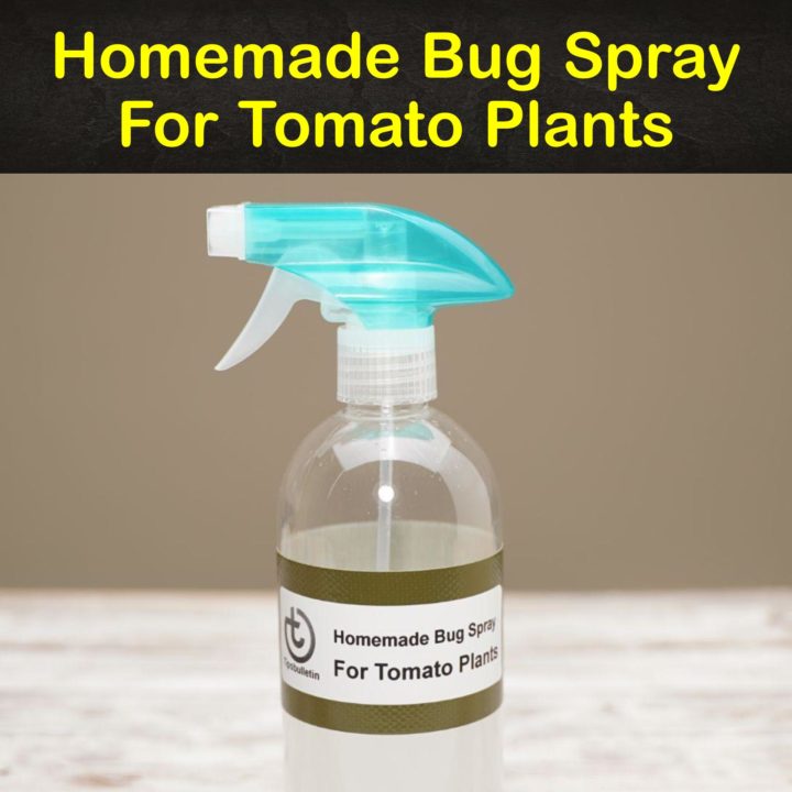 Homemade Bug Spray for Tomato Plants