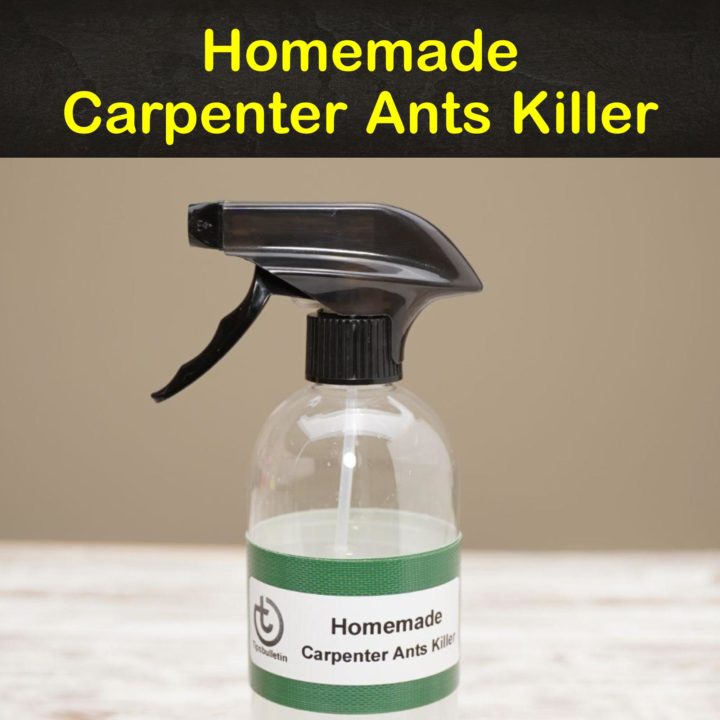Homemade Carpenter Ants Killer