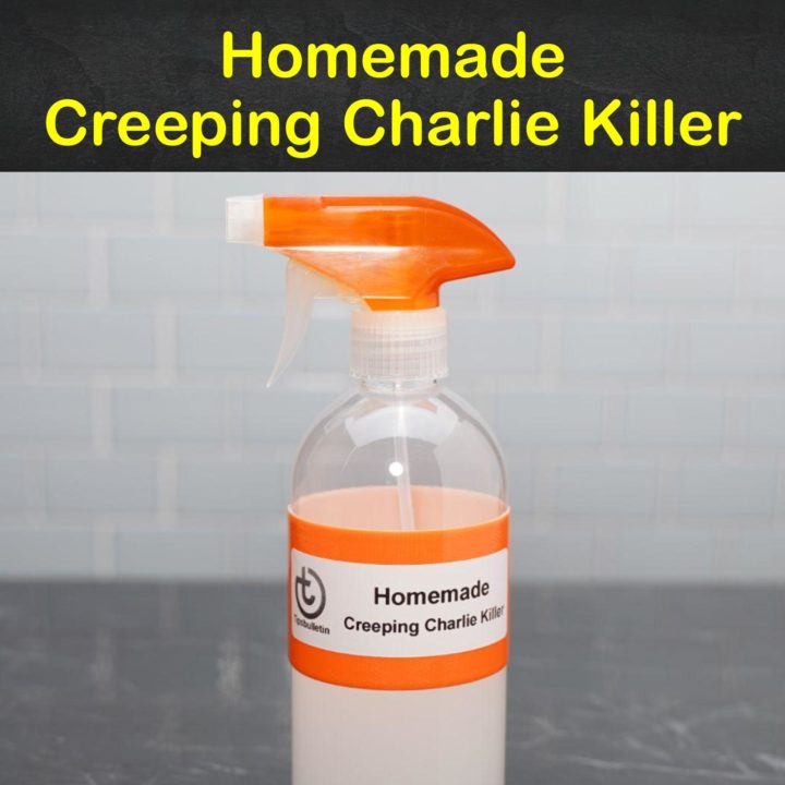 Homemade Creeping Charlie Killer