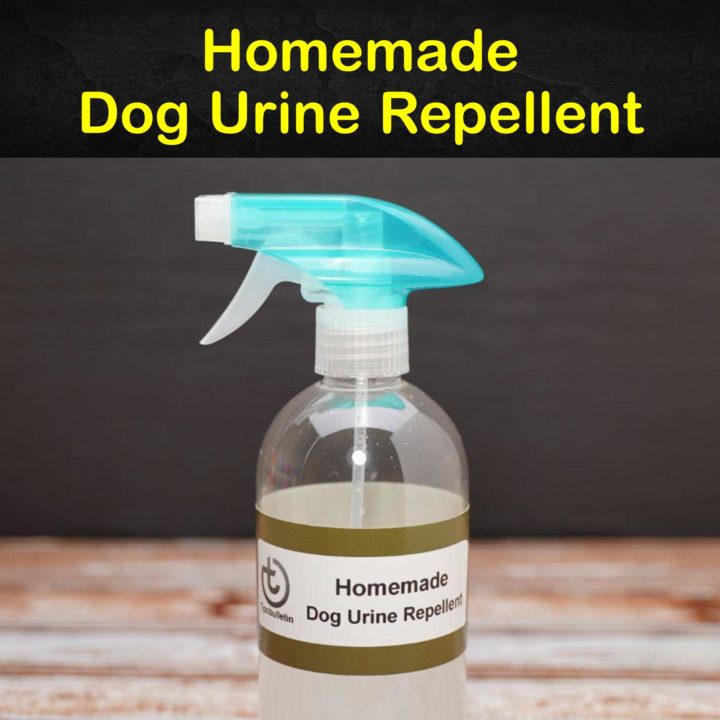 Keeping Dogs Away - 11 Homemade Dog Urine Repellent Tips and Recipes