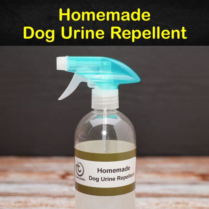 Homemade Dog Urine Repellent