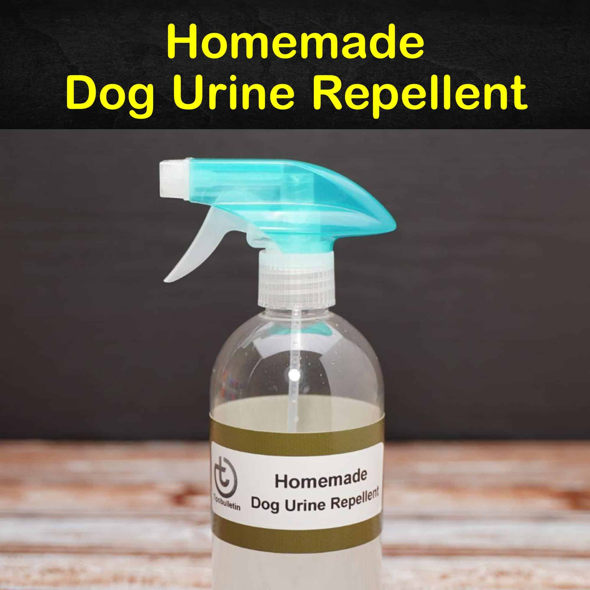 will dog urine smell go away