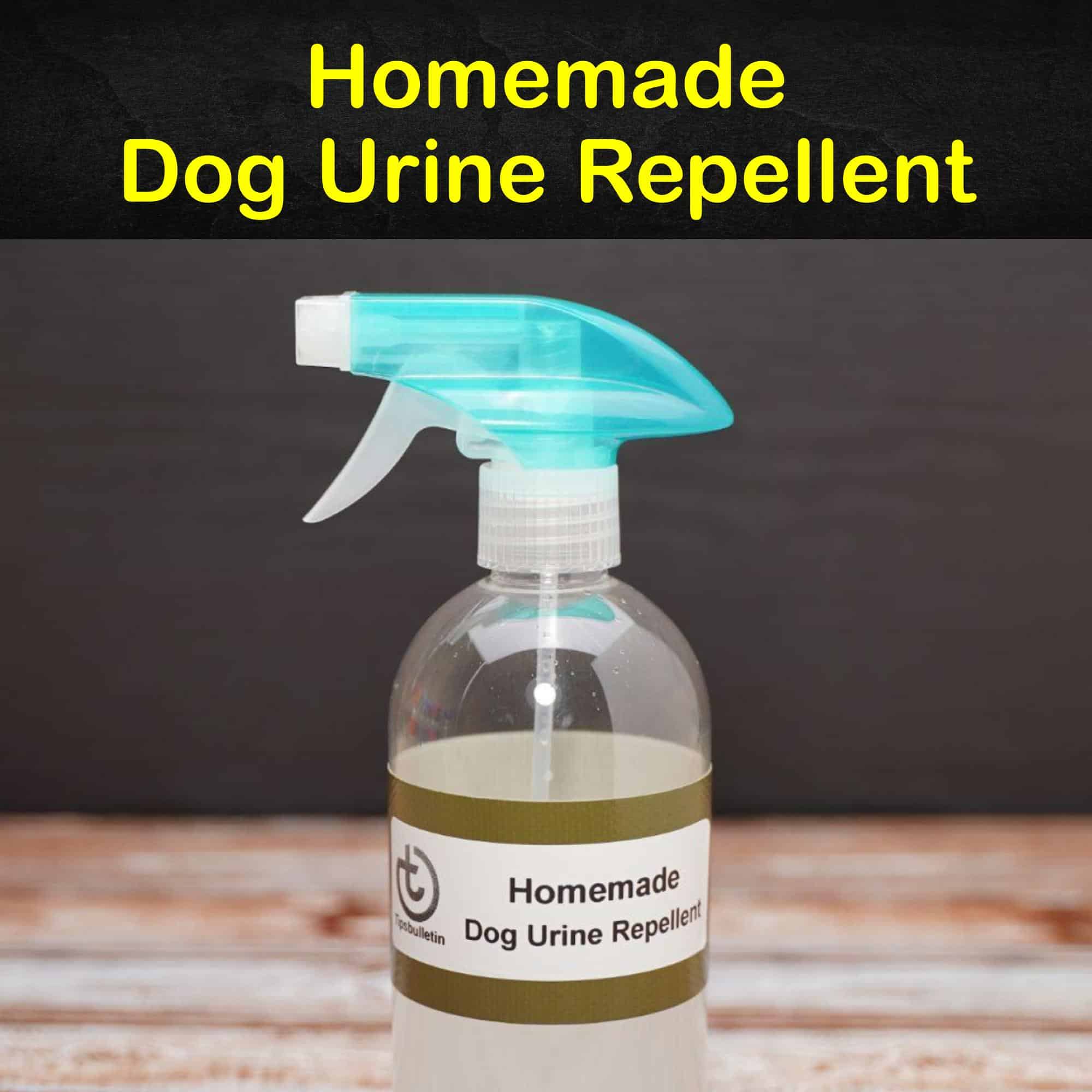 what kills the smell of dog urine