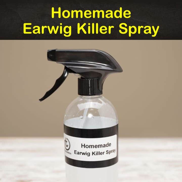 Homemade Earwig Killer Spray