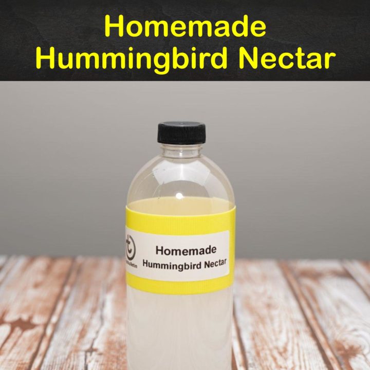 Homemade Hummingbird Nectar