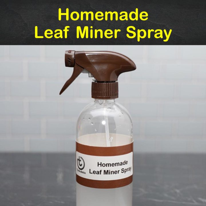 Homemade Leaf Miner Spray