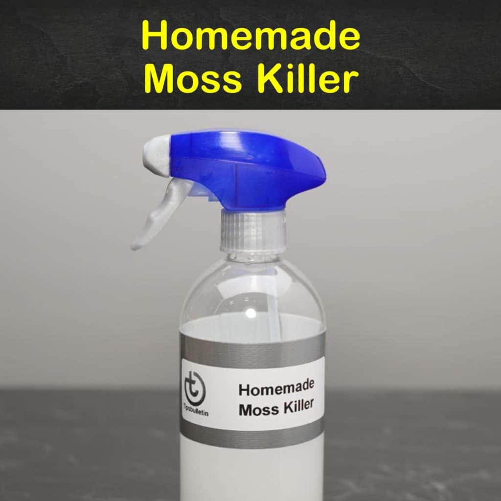 Homemade Moss Killer Recipes 5 Natural Tips For Killing Moss