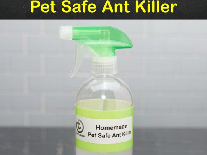 7+ Easy Homemade Pet Safe Ant Killer Solutions