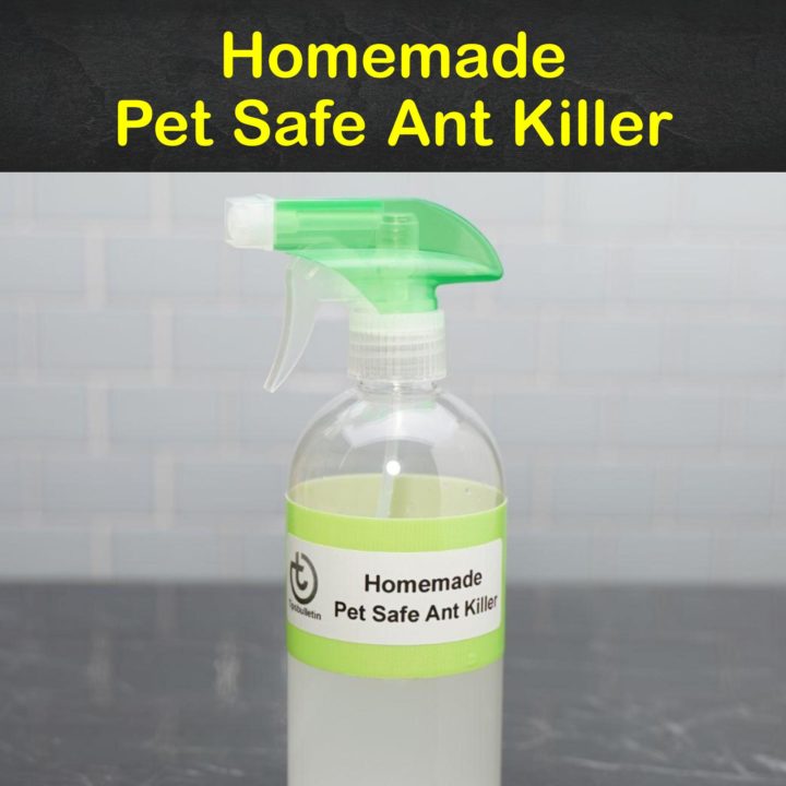 Homemade Pet Safe Ant Killer