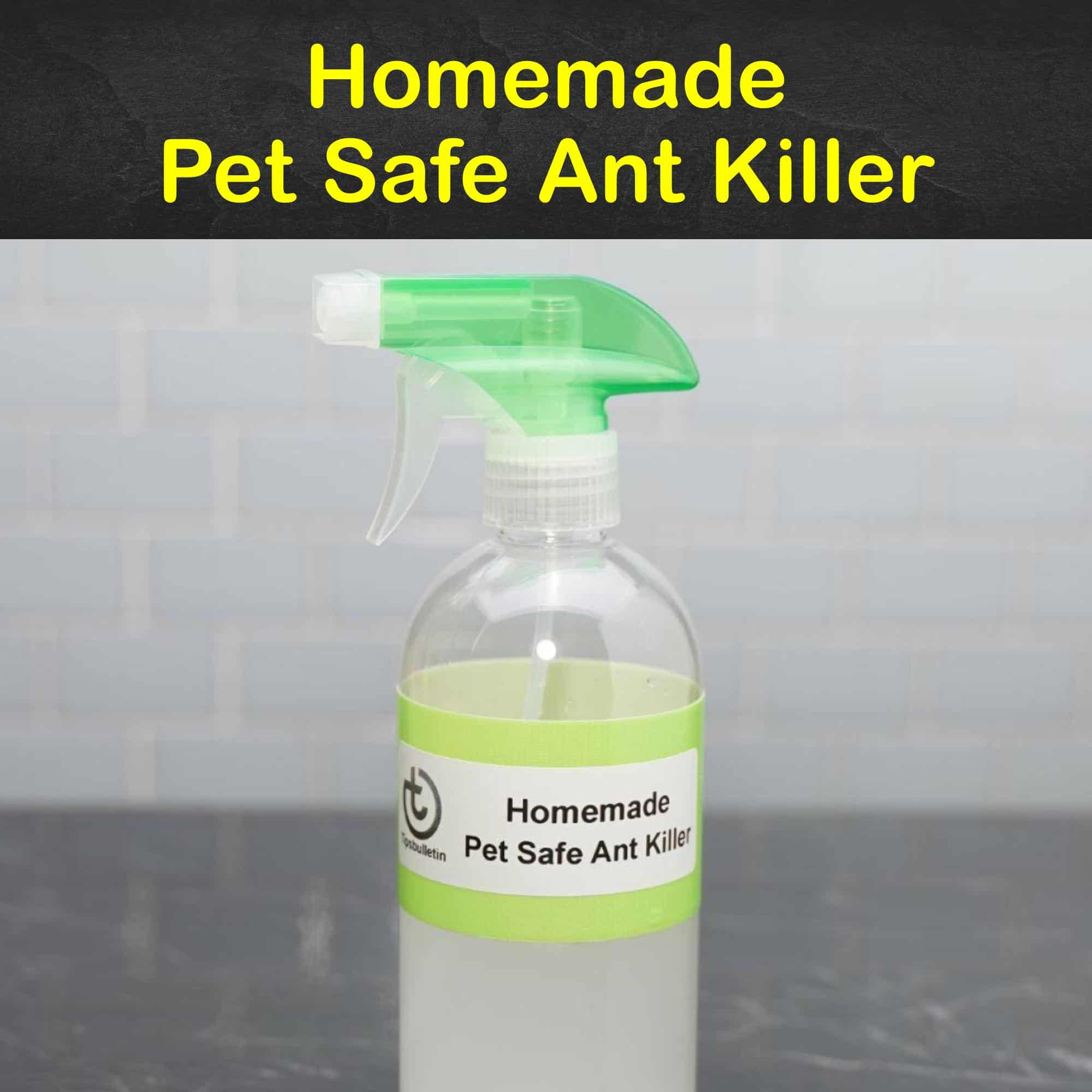 7+ Easy Homemade Pet Safe Ant Killer Solutions