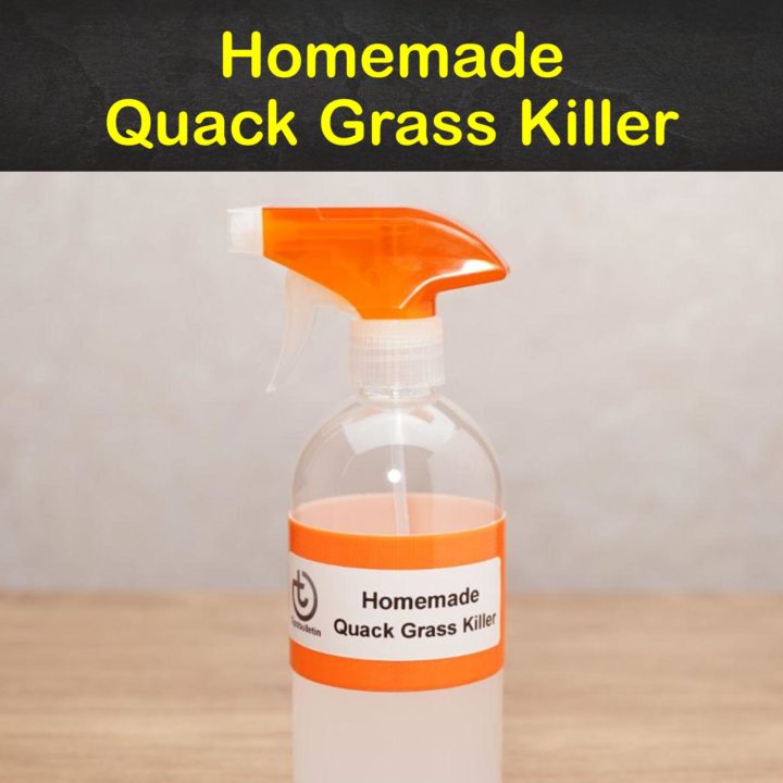 Homemade Quack Grass Killer