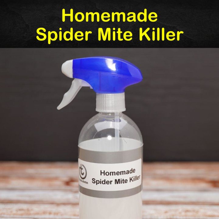 Homemade Spider Mite Killer