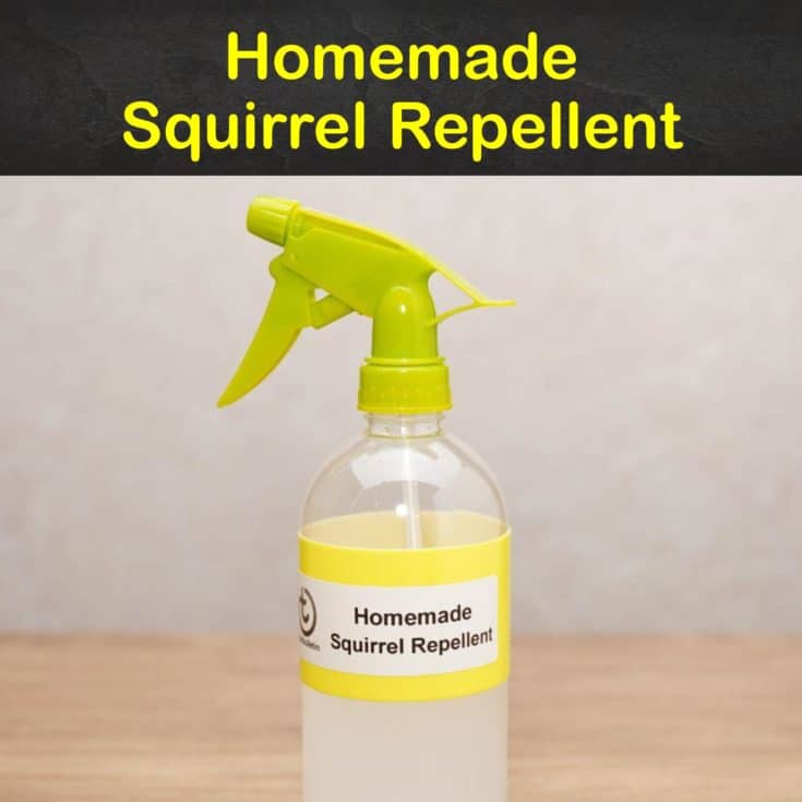 Keeping Squirrels Away - 7 Homemade Squirrel Repellent Tips and Recipes