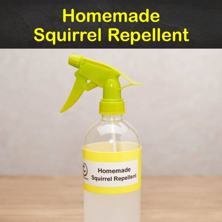Keeping Squirrels Away - 7 Homemade Squirrel Repellent Tips and Recipes Keeping Squirrels Away - 7 Homemade Squirrel Repellent Tips and Recipes