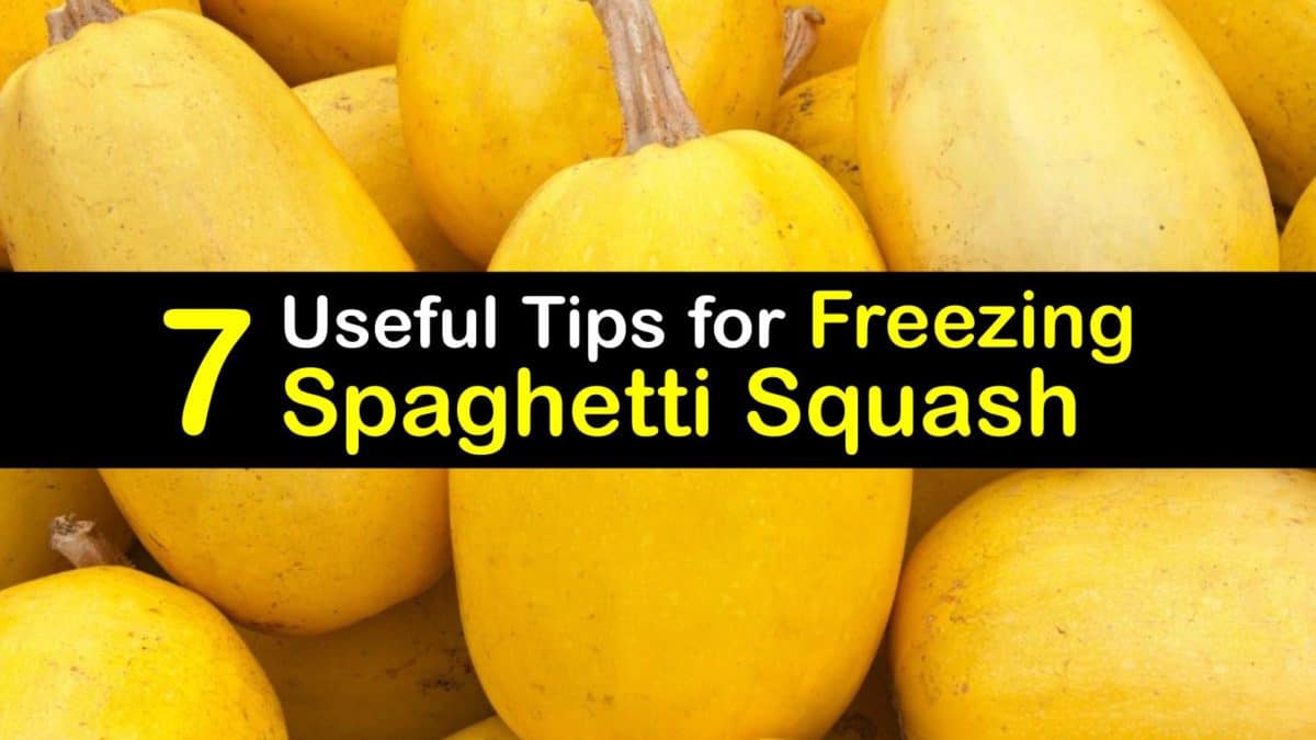 Freezing Spaghetti Squash Freezer Shelf Life of Spaghetti Squash