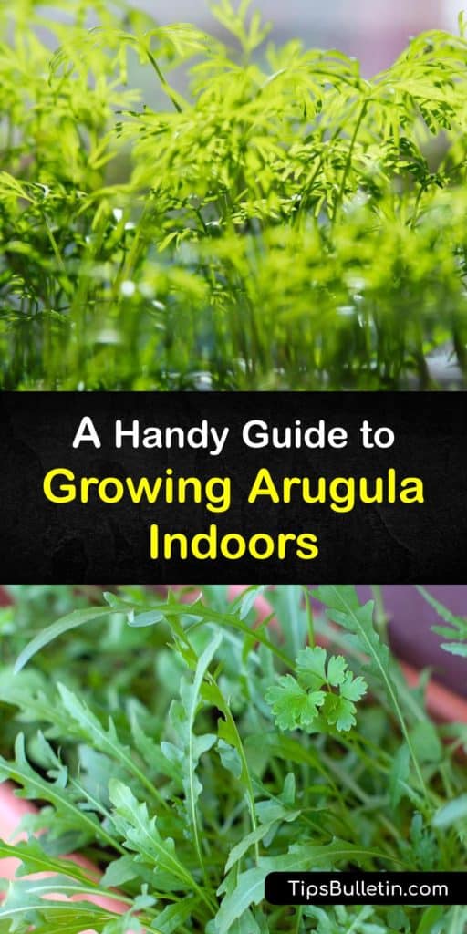 If you’d like an endless supply of leafy green arugula leaves, try planting it in a pot on your kitchen windowsill for easy access to salad greens. Enjoy microgreens a few weeks after sowing arugula seeds in early spring, and keep the plants in full sun. #growing #arugula #indoors