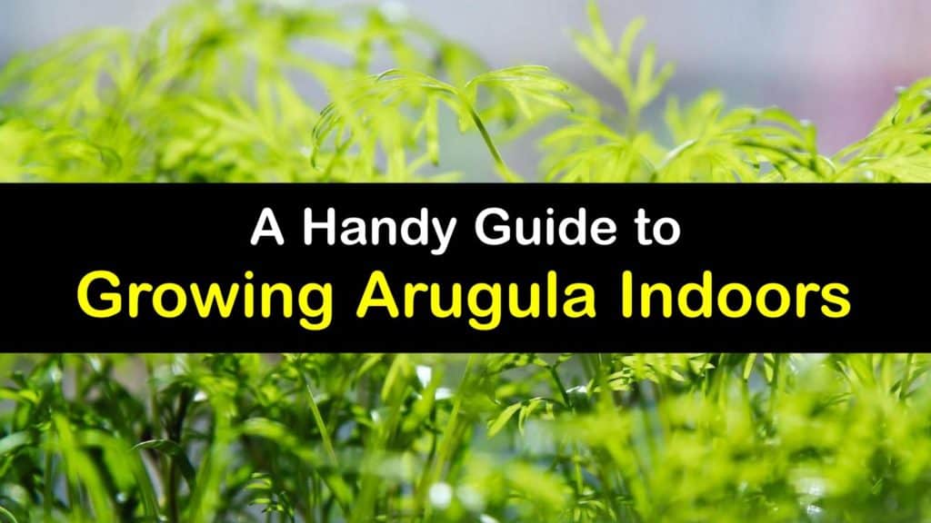 How to Grow Arugula Indoors titleimg1