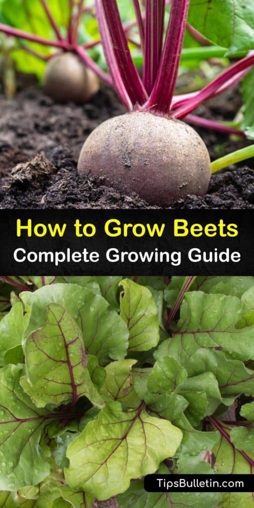 Learn all you need to know to plant beets, from sowing beet seeds to installing a row cover to protect the plants from leaf miners. Provide adequate spacing and full sun to help your beetroot thrive. Try planting and pickling an heirloom variety like Chioggia. #beets #growing