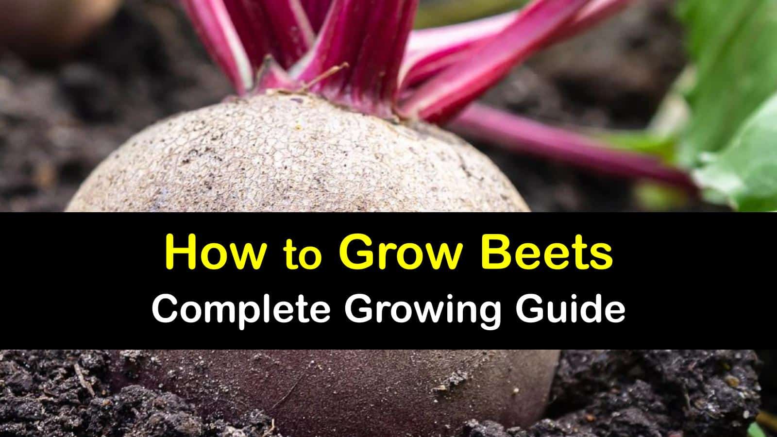Growing Beet Plants Quick Tips for Planting Beets