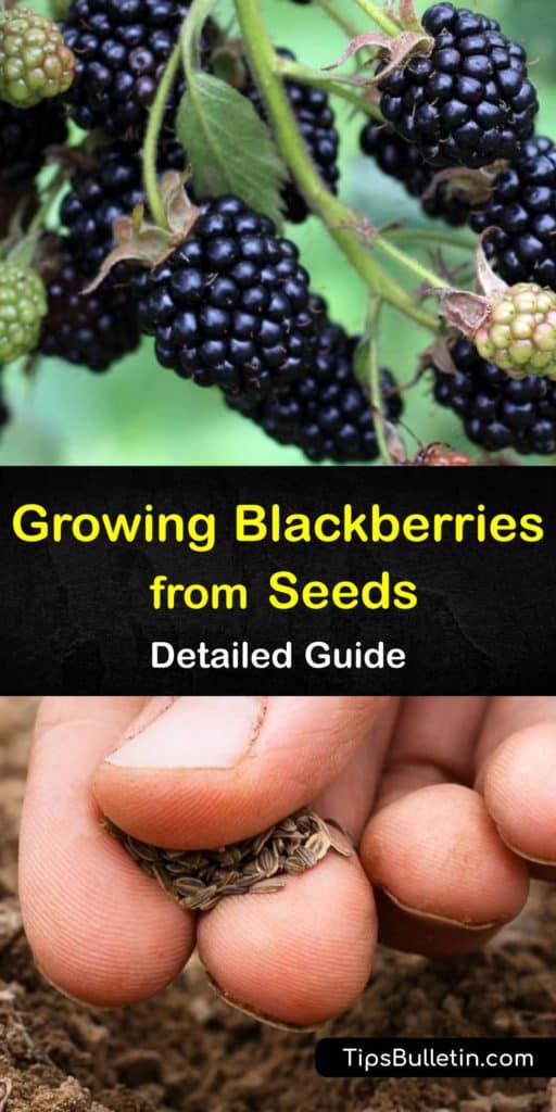 Find out all you need to know to grow blackberries from seed. Learn about different blackberry varieties, from trailing to thornless. Blackberry bushes only produce berries in their second year, not on their primocanes. Plant your brambles in partial or full sun. #blackberries #growing #seeds