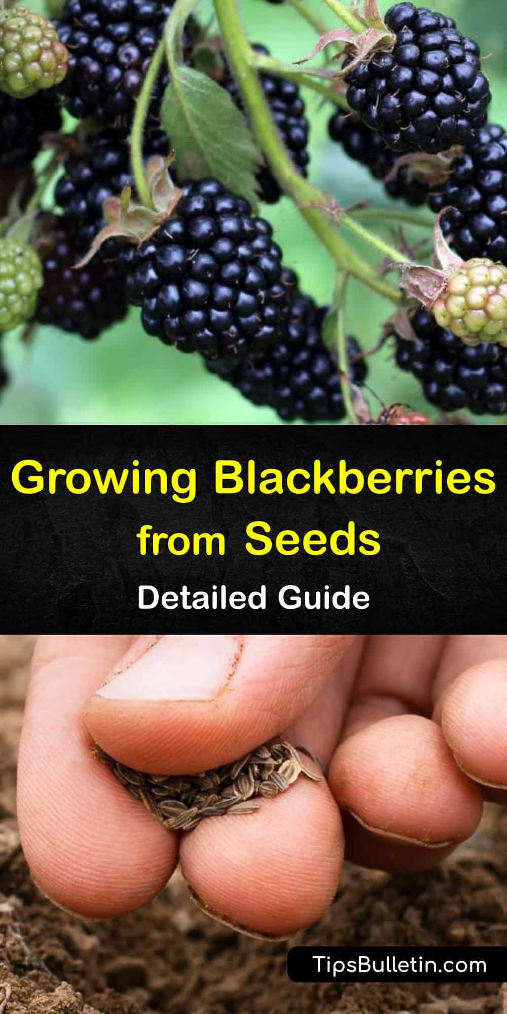 The Ultimate Guide to Blackberry Seed Growing