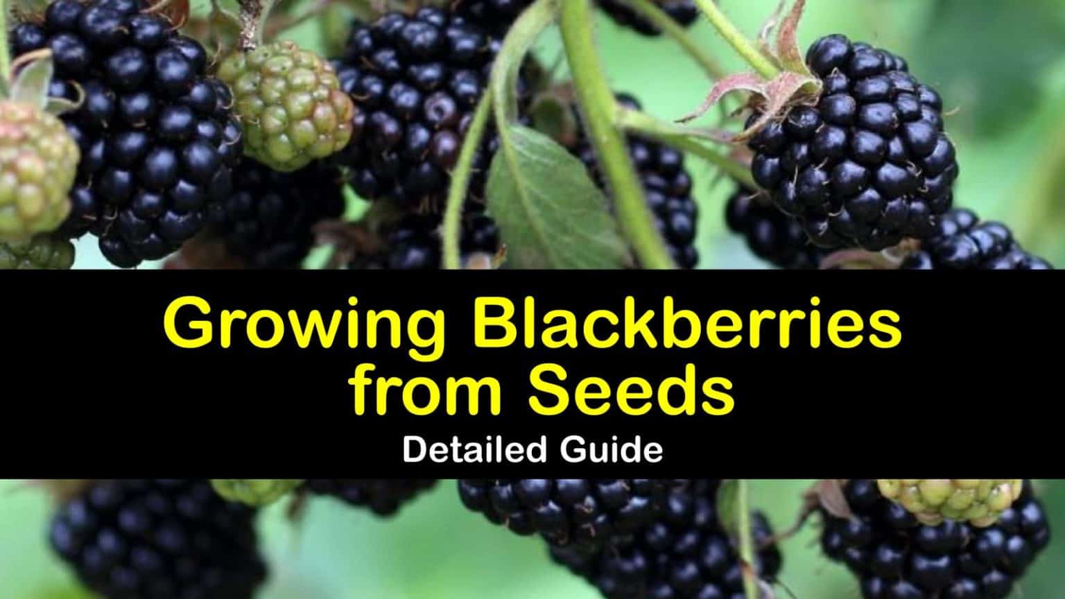 The Ultimate Guide to Blackberry Seed Growing