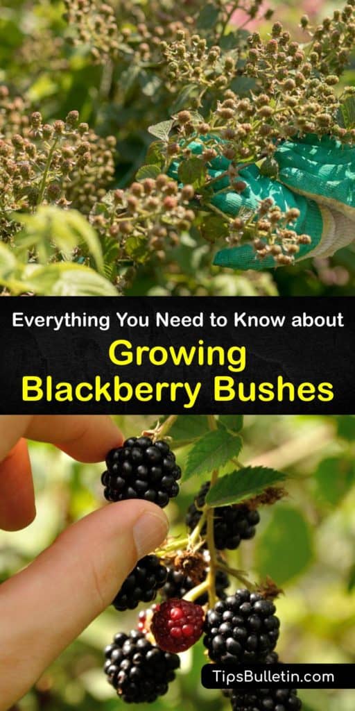 Find out all about growing blackberry bushes. Plant them in full sun, use mulch to hold moisture and suppress weeds, and fertilize them regularly throughout the growing season. The canes are vegetative in the first year and produce fruit in their second year. #growing #blackberry #bushes