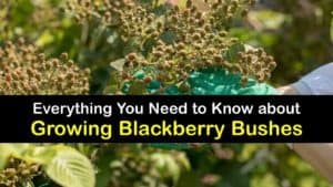 How to Grow Blackberry Bushes titleimg1
