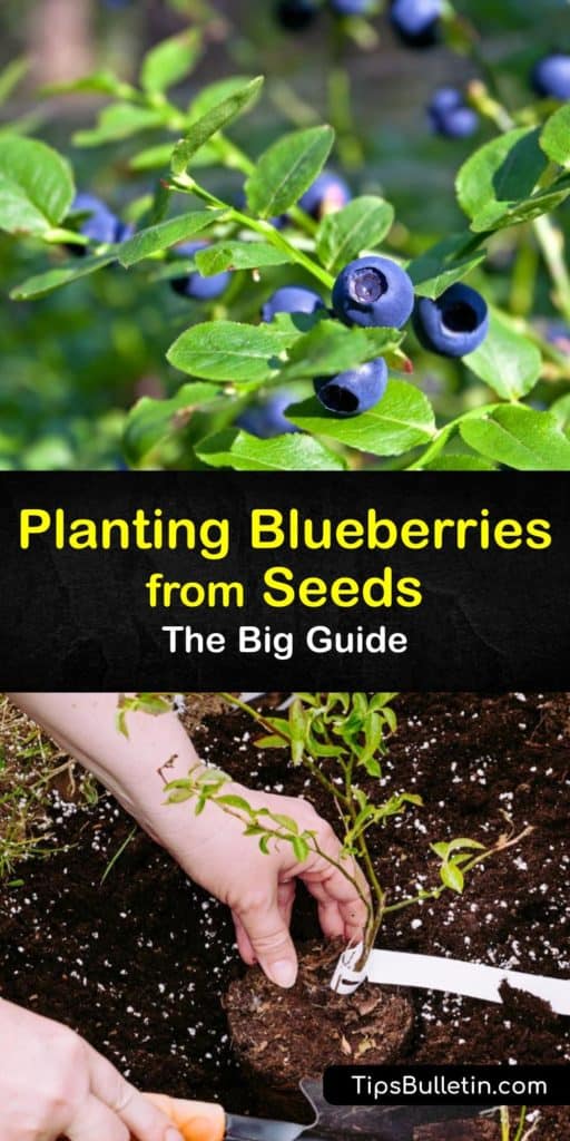 Start planting blueberry seeds by learning the difference between lowbush and highbush blueberries and maintaining them in the first year of life. This guide teaches propagation in the early spring, germination, and other needs involving mulch, full sun, and acidic soil. #growing #blueberries #seed