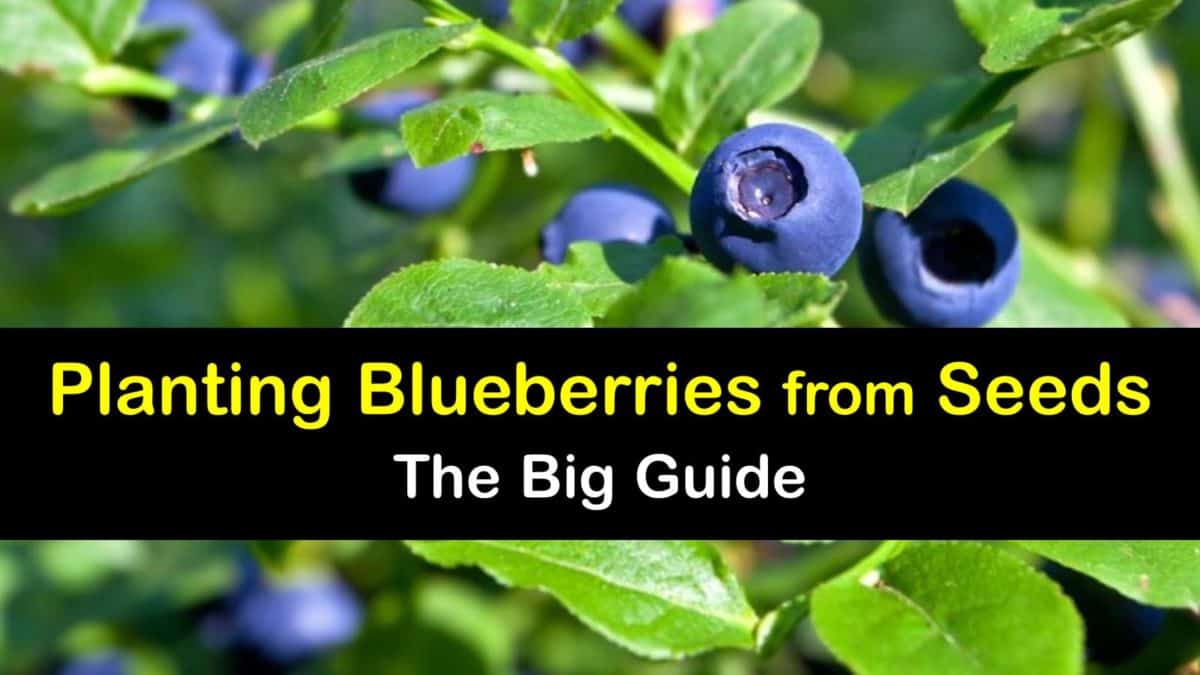 Growing Blueberries from Seed Ultimate Blueberry Seed Planting Guide