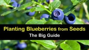 How to Grow Blueberries from Seed titleimg1
