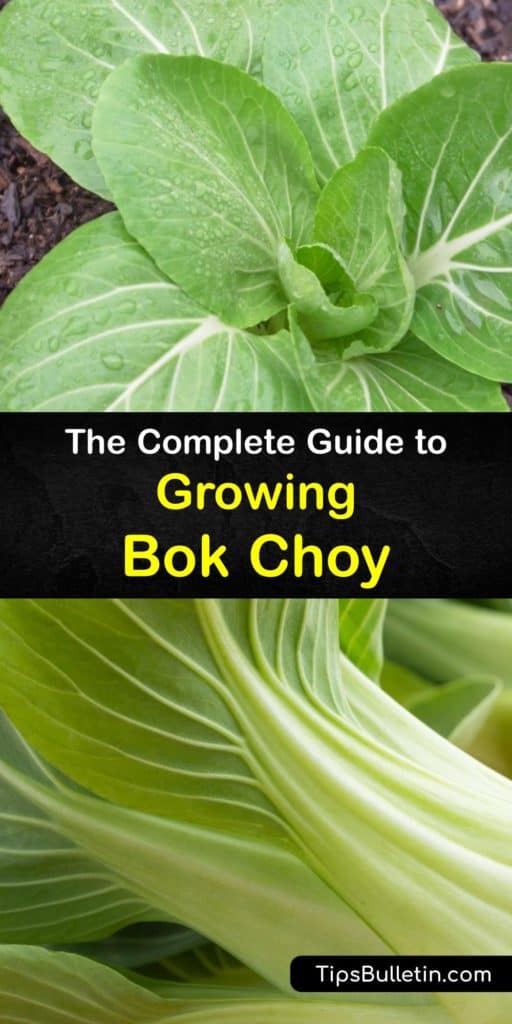 Embrace your Brassica rapa chinensis, pak choi, or bok choy plants in more than Asian cuisine by growing biennial plants in the late summer. Our detailed guide tells you how to tackle pests like aphids and cabbage worms or utilize bolting to use bok choy seeds year after year. #growing #bokchoy