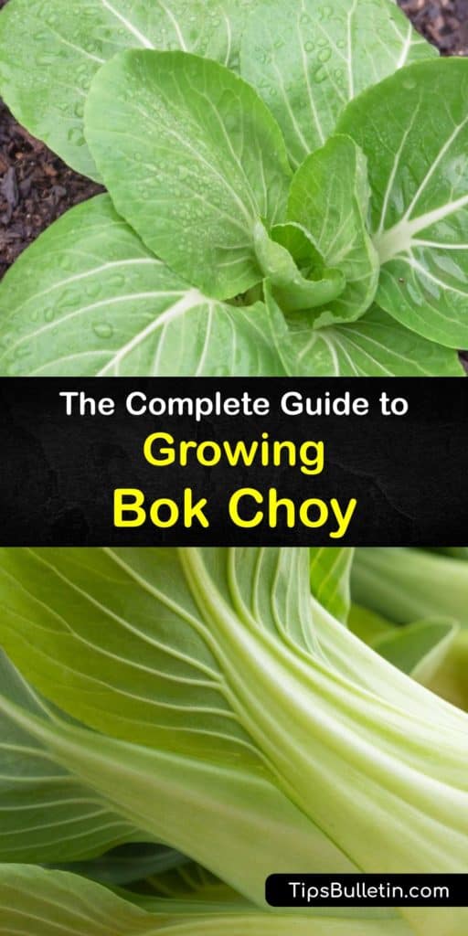 Embrace your Brassica rapa chinensis, pak choi, or bok choy plants in more than Asian cuisine by growing biennial plants in the late summer. Our detailed guide tells you how to tackle pests like aphids and cabbage worms or utilize bolting to use bok choy seeds year after year. #growing #bokchoy