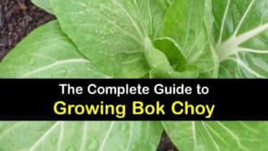 How to Grow Bok Choy titleimg1