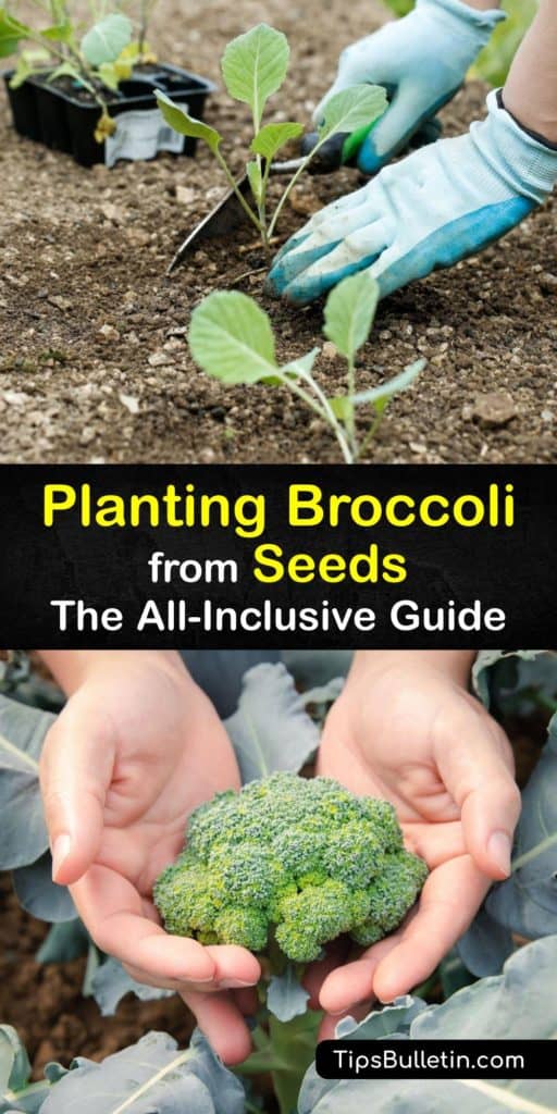 Find out how to grow broccoli plants from seed. The time for transplanting these cool weather crops is a few weeks before the last frost. Plant in full sun and use mulch to retain moisture. After harvesting large broccoli heads, keep picking the side shoots. #growing #broccoli #seeds