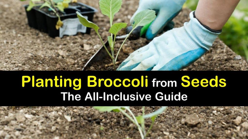 How to Grow Broccoli from Seed titleimg1