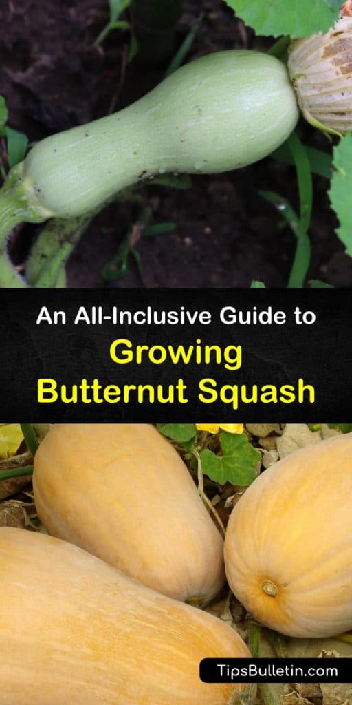 Find out all about growing butternut squash. As opposed to summer squash, which gets harvested throughout the growing season, winter squash like acorn and butternut ripen in fall. Plant in full sun, and protect from cucumber beetles and squash bugs with row covers. #growing #butternut #squash