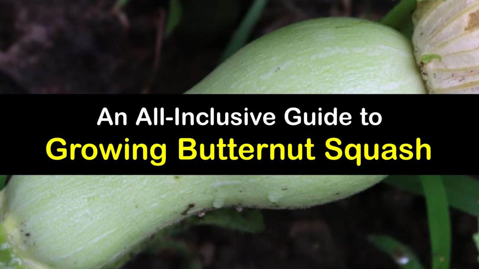 Butternut Squash Planting - Smart Tips for Growing Butternut Squash