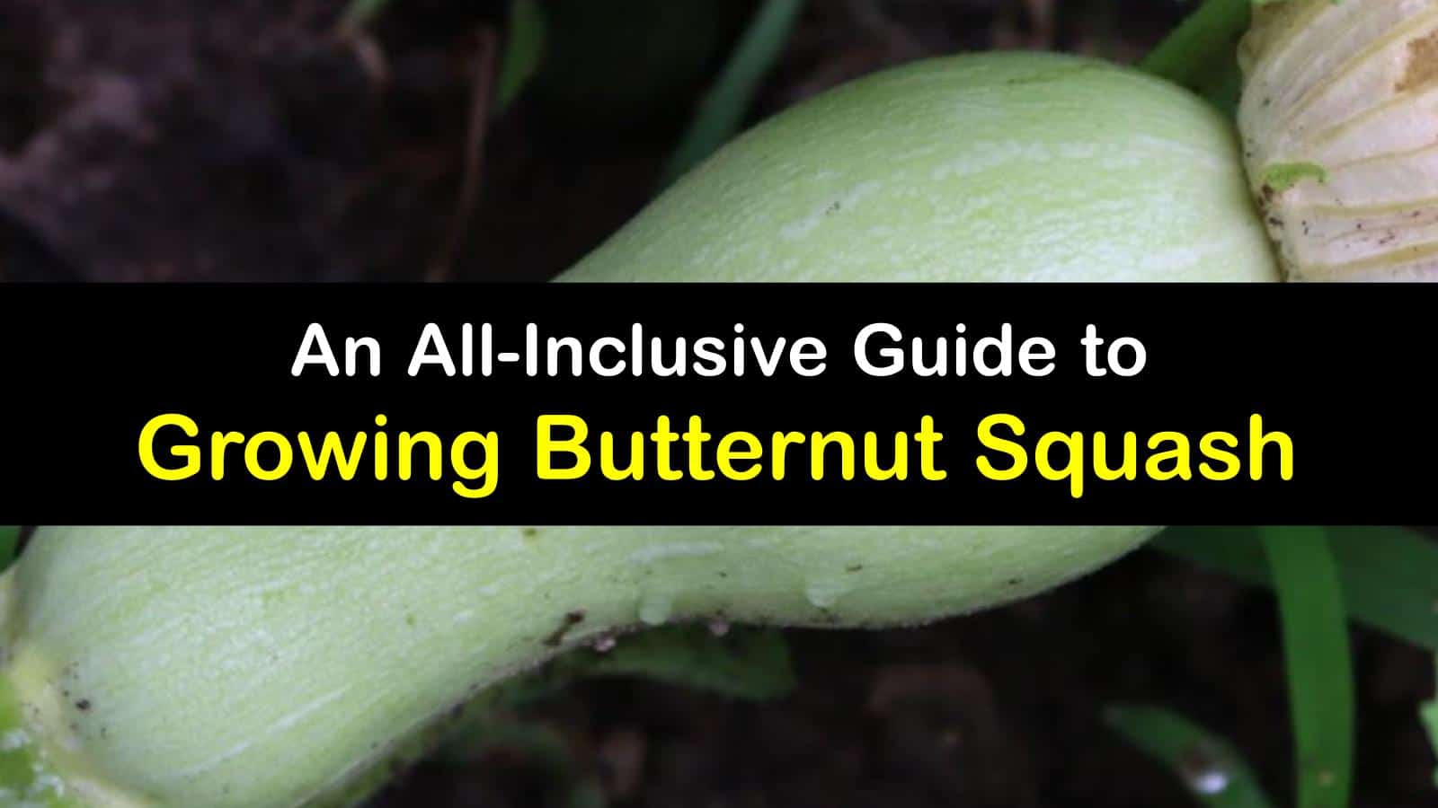Butternut Squash Planting Smart Tips for Growing Butternut Squash