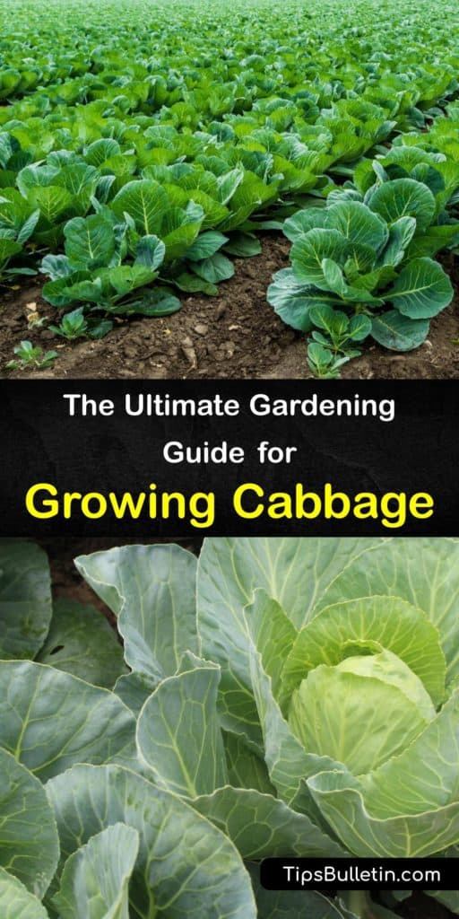 Learn about growing cabbage (Brassica oleracea). Plant green or red cabbage in an area with full sun around your average last frost date. Use mulch to hold moisture, and deter aphids, cabbage loopers, and cabbage worms with row covers. #growing #cabbage #planting