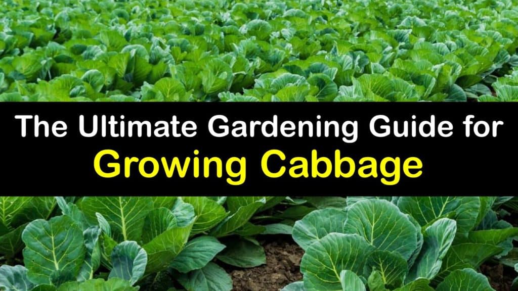 How to Grow Cabbage titleimg1