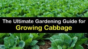 How to Grow Cabbage titleimg1