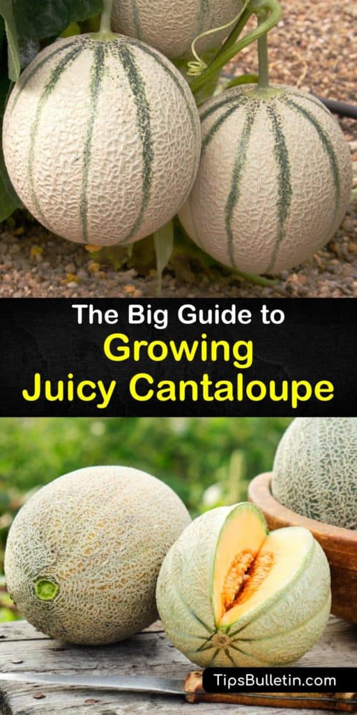 Make honeydew and cantaloupe plants the star of the summer with this guide on growing muskmelons. This article is full of tips for using black plastic after transplanting, avoiding aphids and powdery mildew, growing female flowers, and smelling the rind for ripeness. #howto #growing #cantaloupe