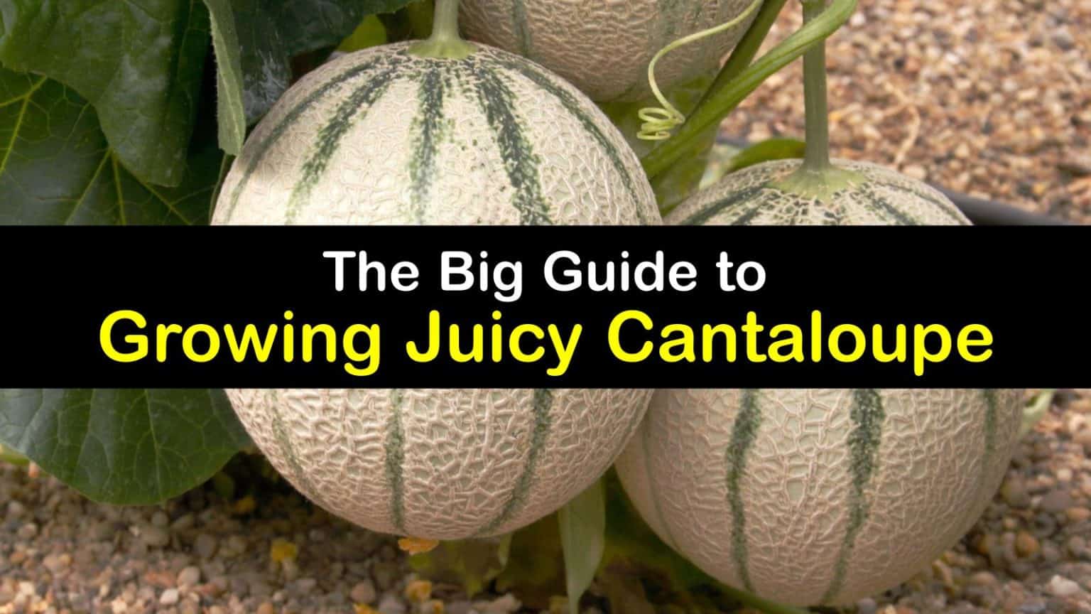 Cantaloupe Plant Care Awesome Ways to Grow Cantaloupes
