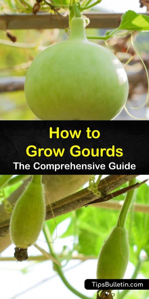 Find out all about growing gourds at home. Ornamental gourds are cucurbits related to melons and squash. Gourd plants grow best on a trellis. They love heat and have a long growing season. Makemake birdhouses from hard-shell gourds, and sponges from luffa gourds. #growing #gourds